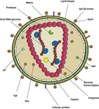 Comparing the notoriety of the two harbingers of death - HIV/AIDs and Cancers thumbnail